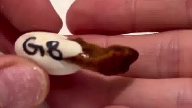 小蜥蜴从卵中爬出来了