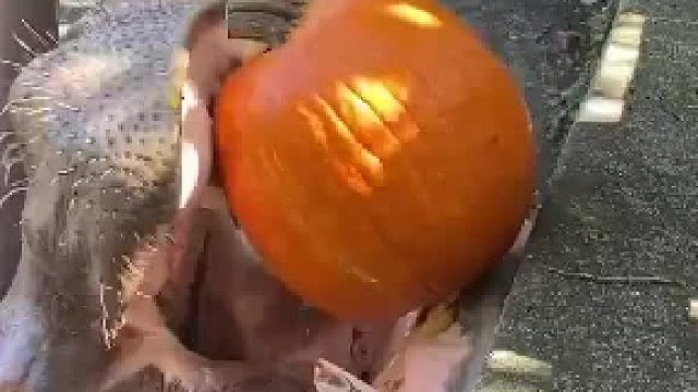 进入十月了，先吃个南瓜预热一下