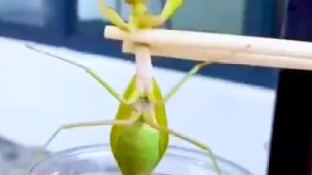 铁线虫现出原形