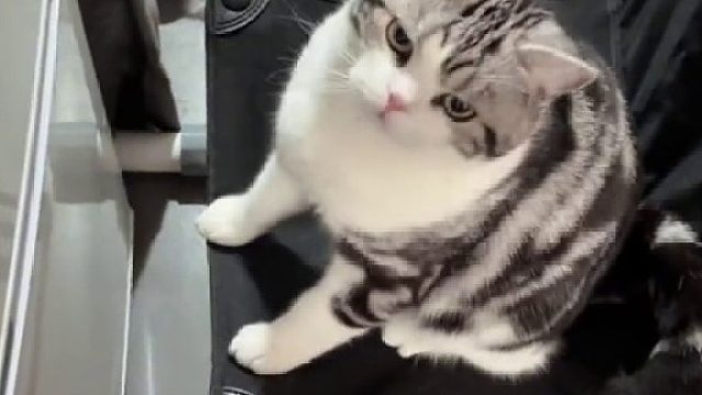 这猫能处，没有隔夜仇