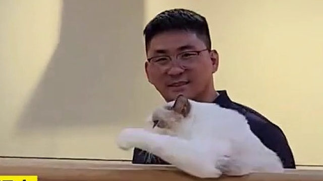 网友拍下宠物店猫猫表演过双杠