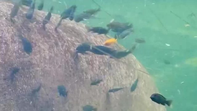 圣安东尼奥动物园里，悠闲享受下午觉的河马。独占这么多按摩师傅，真的想象不到它有多舒服