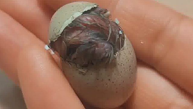 为什么它会自己凿壳，谁教它的