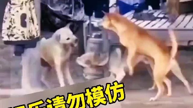 打虎亲兄弟上阵父子兵 老弟你攻下路我攻上路