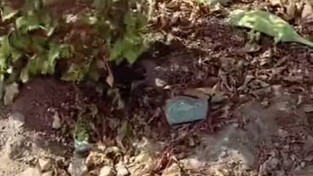 挠它胳肢窝就可以救活？