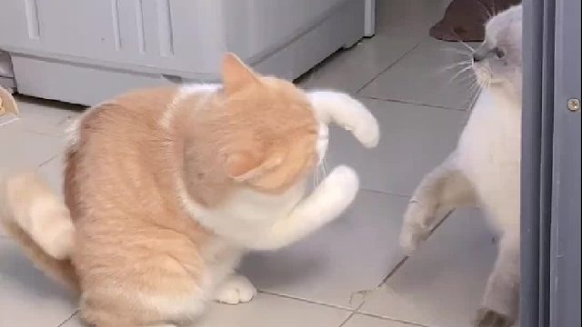 练过拳击的猫……