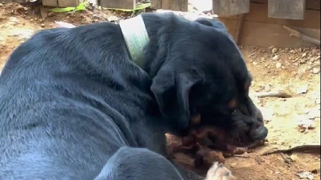 它这是哪根筋搭不对了