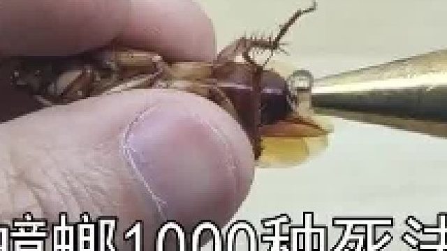 为啥不在它吃的食物上泻药