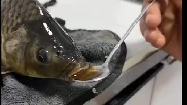 这才是醋鱼的真正做法