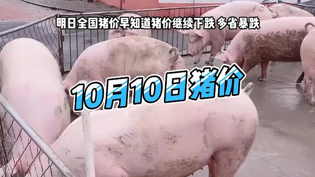 明日10月10日全国猪价早知道！明日猪价继续下跌 生猪价格多省暴跌#猪价行情 #明日猪价#生猪价格