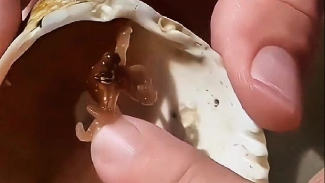 小哥海边浴场发现蜗居在壳里的小章鱼，觉着好玩带回家照顾不久还收获意外惊喜