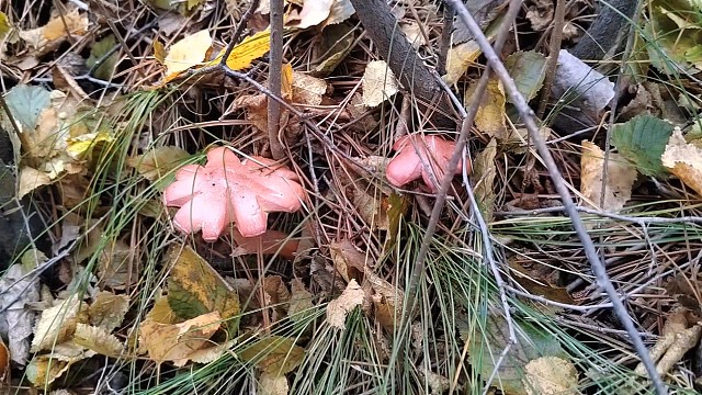 9号下午上山捡蘑菇