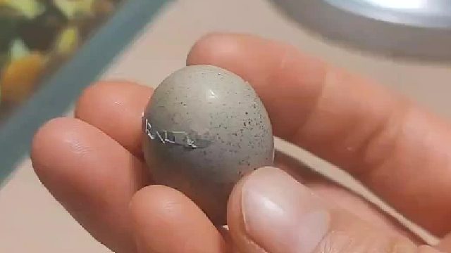 一晚上一家人就盯着一窝破壳的小鸡看了，几分钟破壳真的很奇妙，好聪明的小家伙