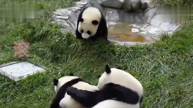 滚滚团子们的搞笑日常