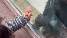 大猩猩和女子隔窗亲吻，母猩猩来了慌忙擦掉唇印