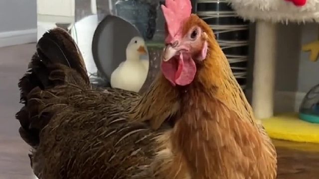 胜男：S刑，反复执行