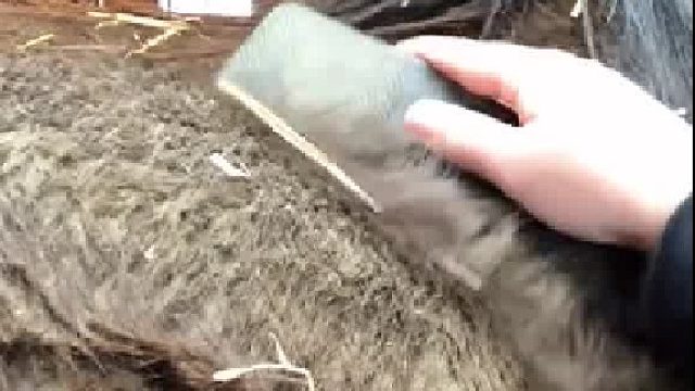 褥马毛我是专业的