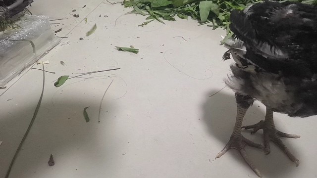 神鸟凤凰一共吃了多少个蚂蚱