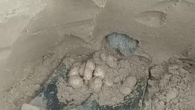 鼠：有的都不是你家的，你要个没完，给给给给……给你