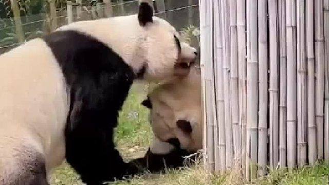 这不就妈见打么哈哈哈哈