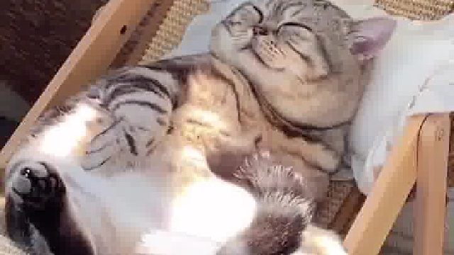 这还不赶紧送它去打工