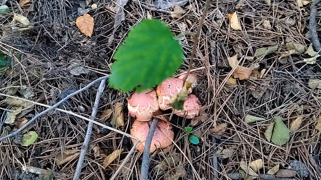 10号上山捡蘑菇