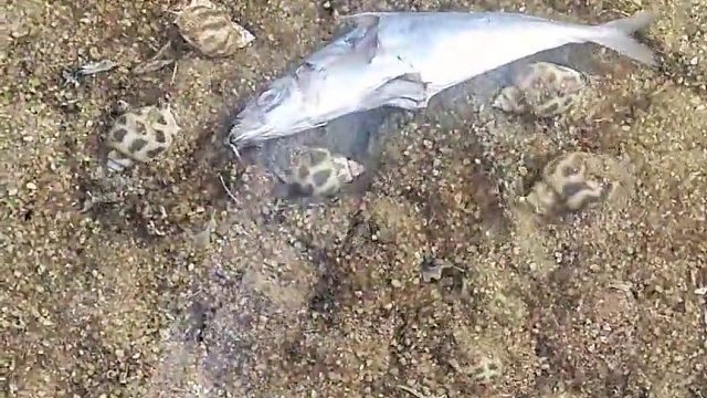 花螺：不是吧，大哥，我都叫齐兄弟了你却跟我说停止营业