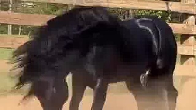 这马像缎子一样漂亮，一看就不好惹