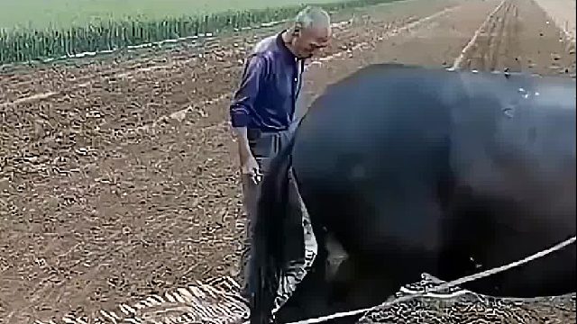 谁懂这个 谁又坐过这特殊的 坐骑 ？