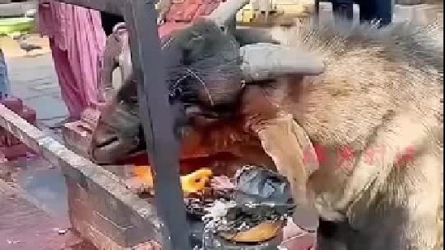 谁能解释下它这是什么行为