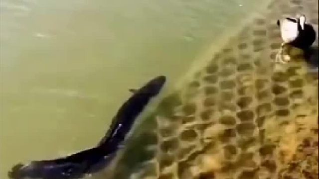 手机拍到不可思议一幕，终于知道村里的鸭子为什么越来越少