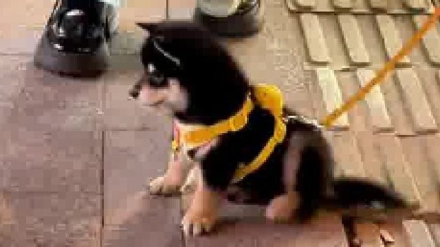 社恐人不要养柴犬，你不知道它究竟有多受欢迎