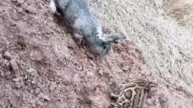 这只野兔有点危险！