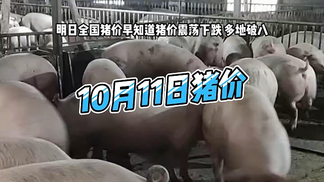明日10月11日全国猪价早知道！明日猪价震荡下跌 生猪价格多地破八#猪价行情 #明日猪价 #猪价