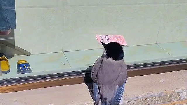 窗台上来了一只喜鹊