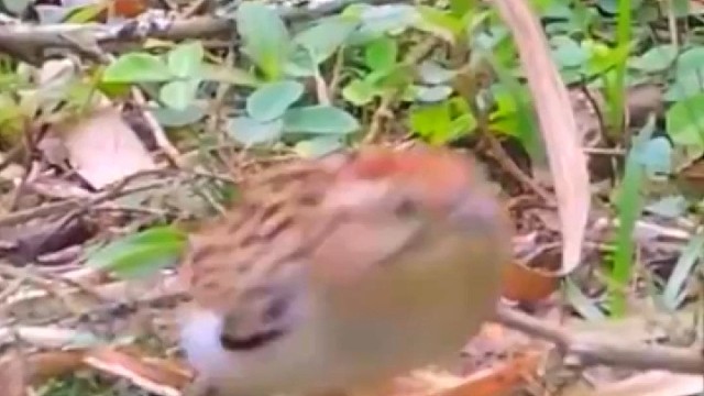 杜鹃鸟跟着音乐节奏，舞动小手跳舞。