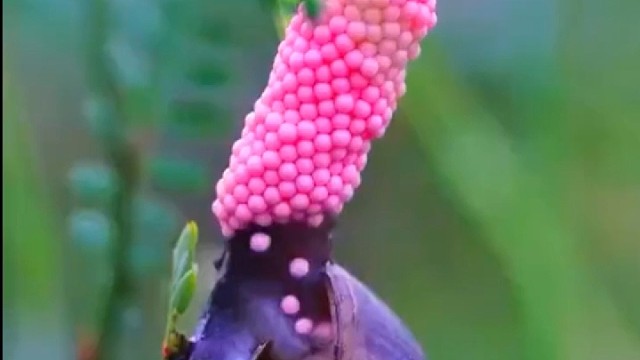 福寿螺下蛋产卵为什么像流水线生产一样？