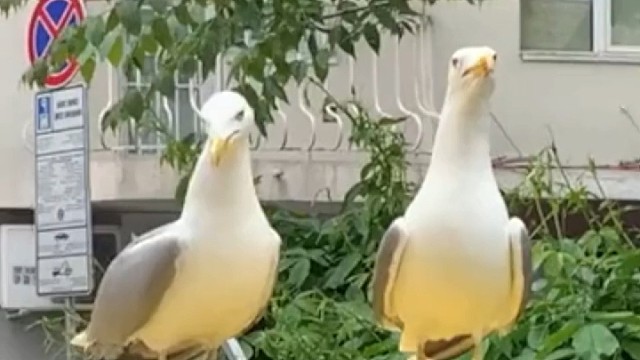 海鸥真实叫声是啥样？就像你看到沙雕视频那样，开心的狂笑。