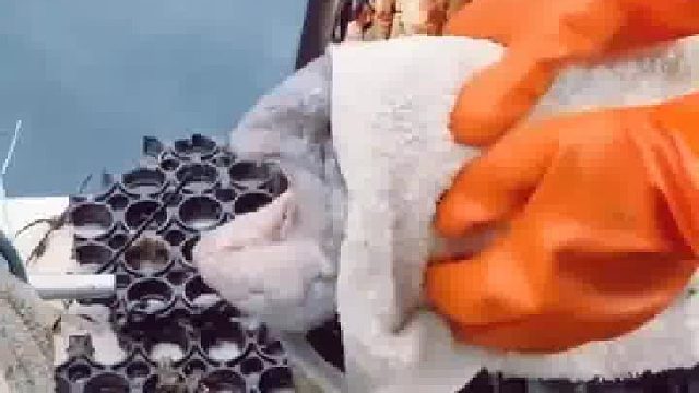 把它放生是怕吃了它会变丑吗？