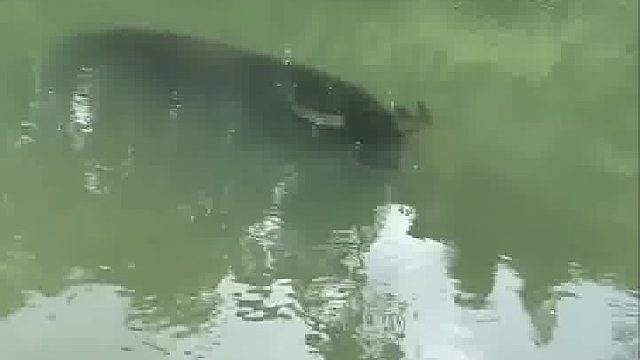 男子带牛潜水震惊众人。网友：不懂就问，这位是牛魔王的坐骑避水金睛兽嘛？