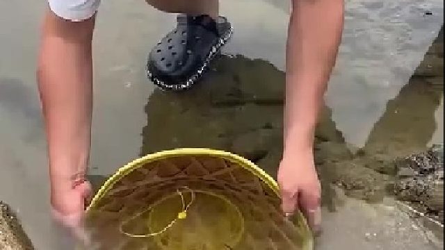 男子赶海用草帽抓鱼，隔着屏幕都着急：你倒是起啊！