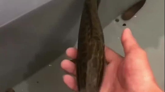 卧薪尝胆一整年，三千越甲可吞吴