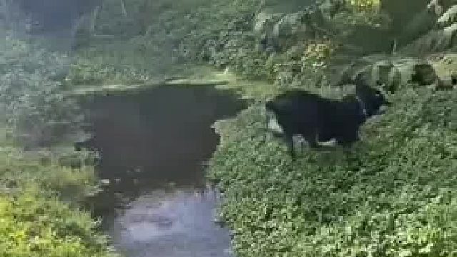 狗子判断失误，以为水草下是陆地，好在自救能力强顺利脱困