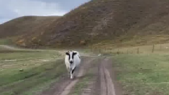 第一眼：情感片，第二眼：“绑匪”片，牧民“挟持”小牛吸引母牛回家