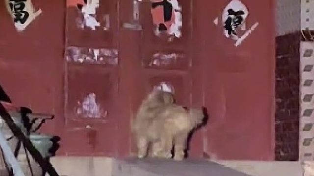 小狗贪玩半夜才回家，前门扒不开从侧门继续扒，主人开门踢了一脚后，让狗狗进去