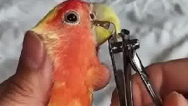 给长嘴鹦鹉修剪鸟喙