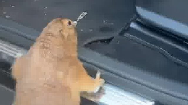 这个比较大应该钻不进吧