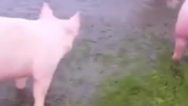 养殖场被淹，猪猪重见天日，第一次玩水的反应简直了！