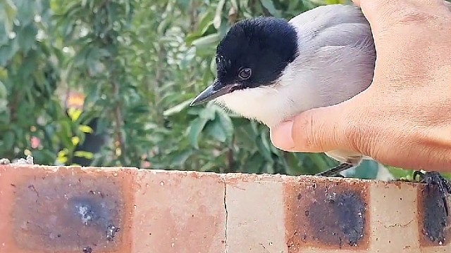 这只喜鹊不怕人