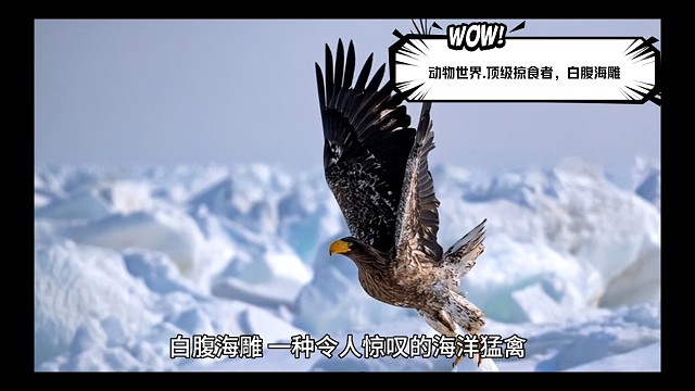 动物世界.顶级掠食者.白腹海雕